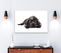 Obraz Čierny psík